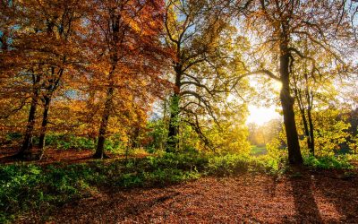 Conservation Areas